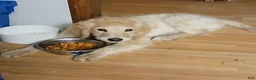 Goldendoodle dogs for stud: Prince Stud - Ad 3