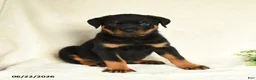 Rottweiler dogs for sale: Arlo - Ad 3