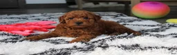 Bichpoo dogs for sale: Jerry - Ad 7
