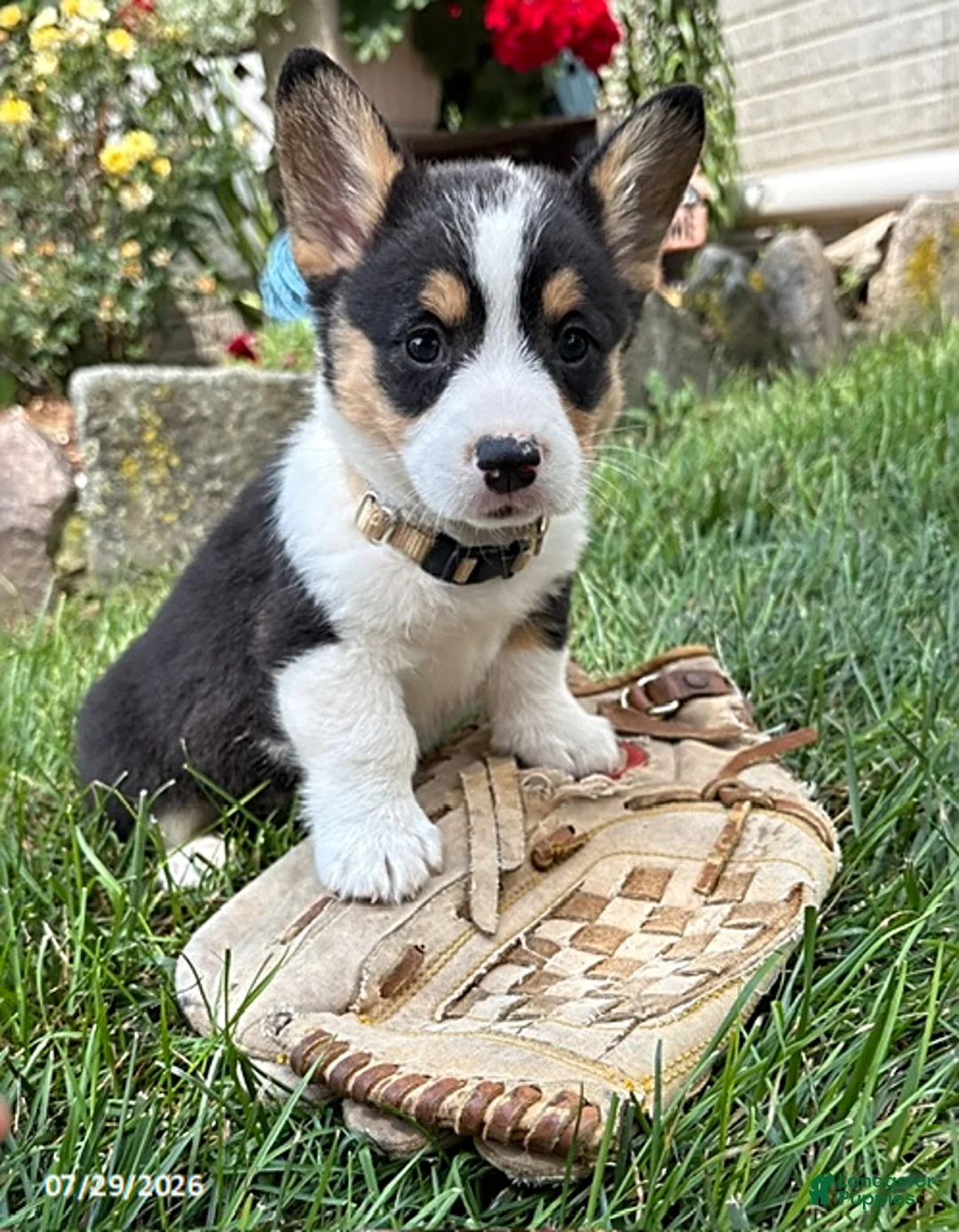 Welsh Corgi Pembroke dogs for sale: Nala - Ad 1