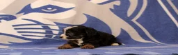 Mini Bernedoodle dogs for sale: Earl - Ad 4