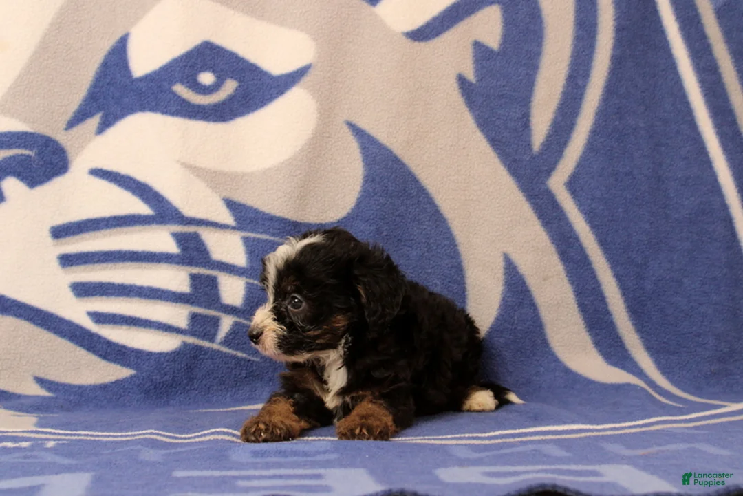 Mini Bernedoodle dogs for sale: Earl - Ad 4
