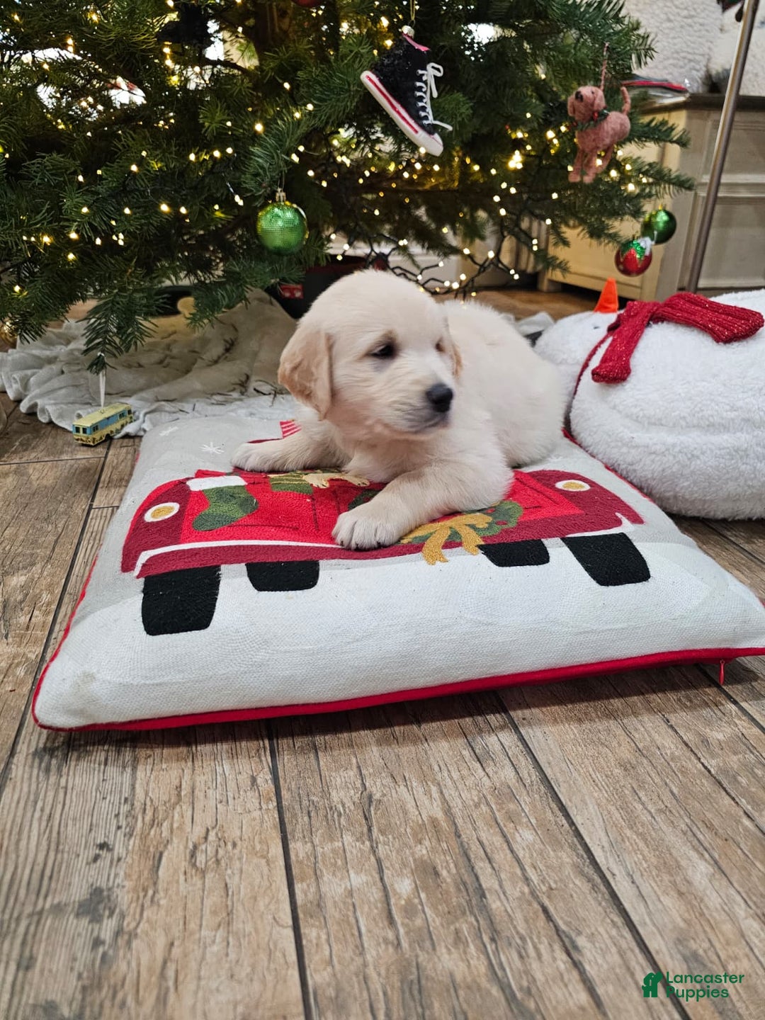 Golden Retriever dogs for sale: Golden Retriever Puppy 4 - Ad 1