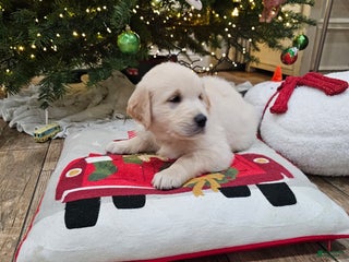 Golden Retriever dogs Golden Retriever Puppy 4 - Ad 38