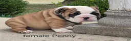 English Bulldog dogs for sale: English Bulldog Puppy 2 - Ad 4