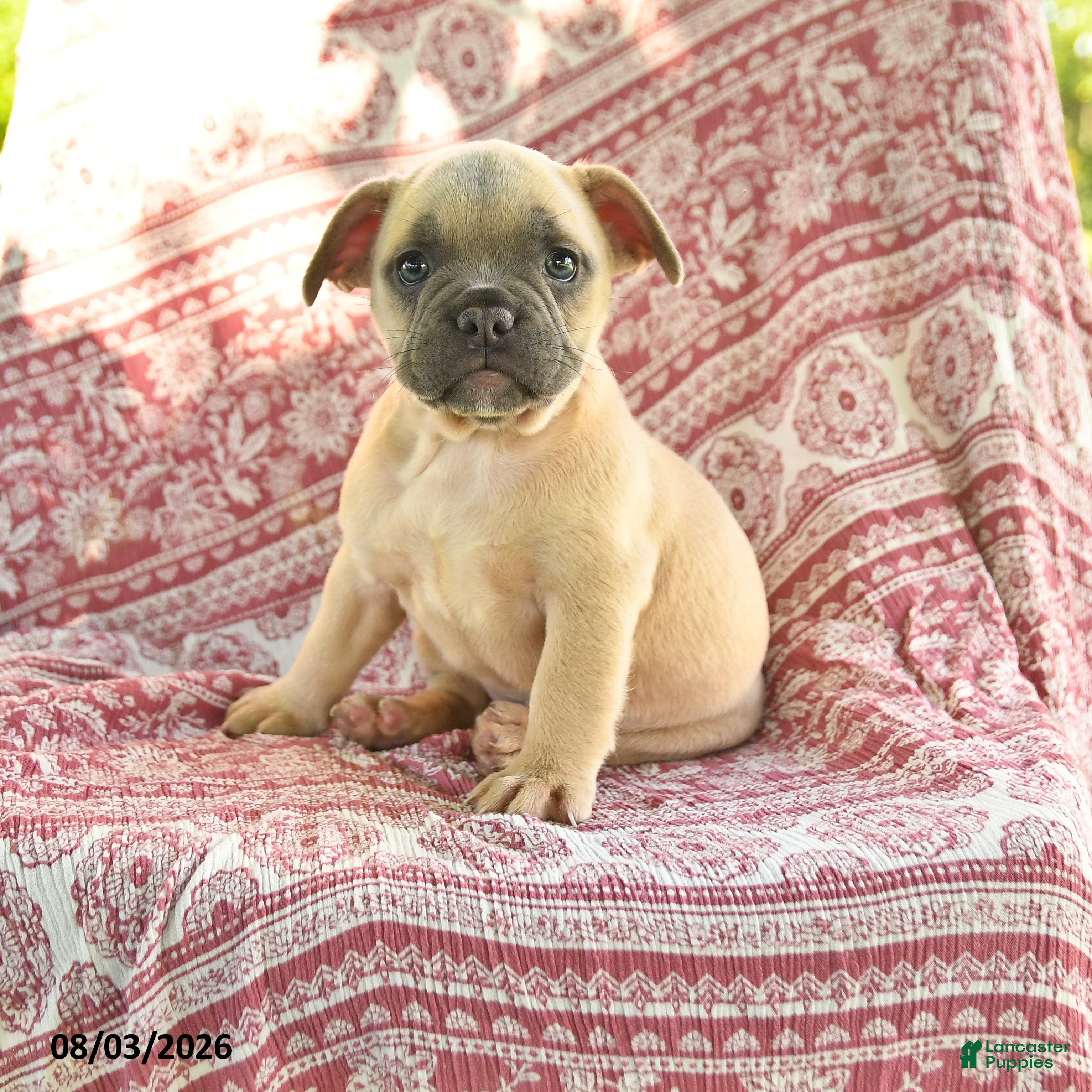French Bulldog dogs for sale: Martha - Ad 2