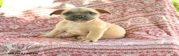 French Bulldog dogs for sale: Martha - Ad 1