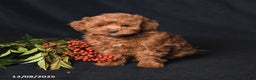 Whoodle dogs for sale: Fancy - Ad 2
