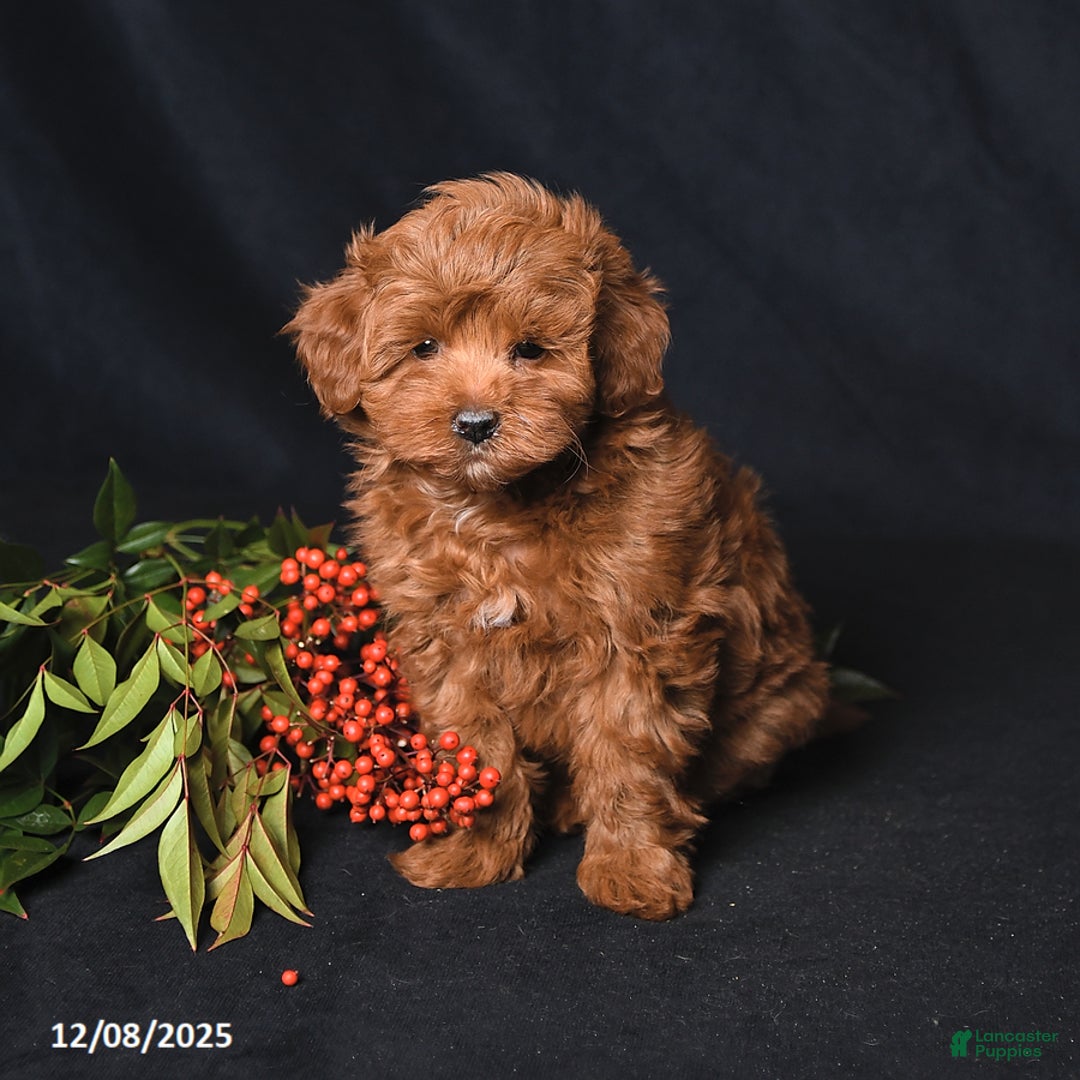 Whoodle dogs for sale: Fancy - Ad 2