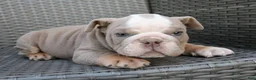 English Bulldog dogs for sale: Brody  - Ad 2