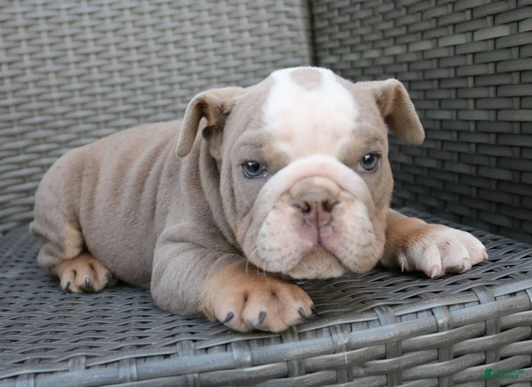 English Bulldog dogs for sale: Brody  - Ad 2