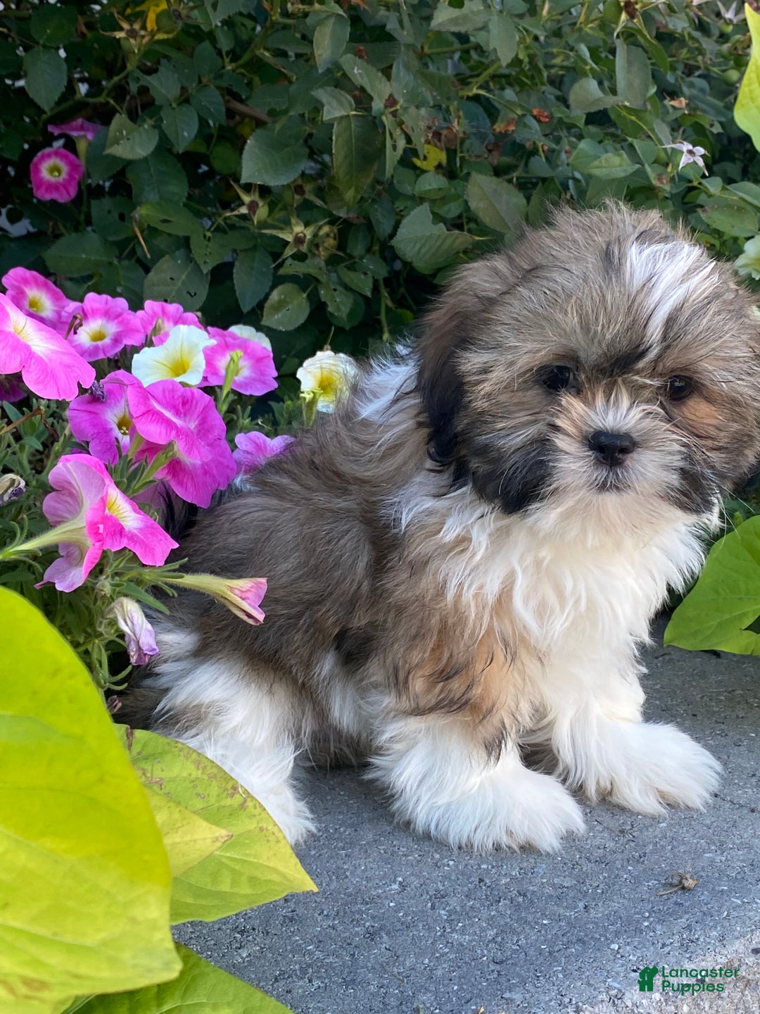 Shih Tzu dogs for sale: Stu - Ad 4