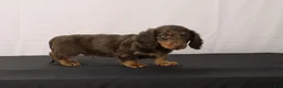 Dachshund dogs for sale: Leo - Ad 4