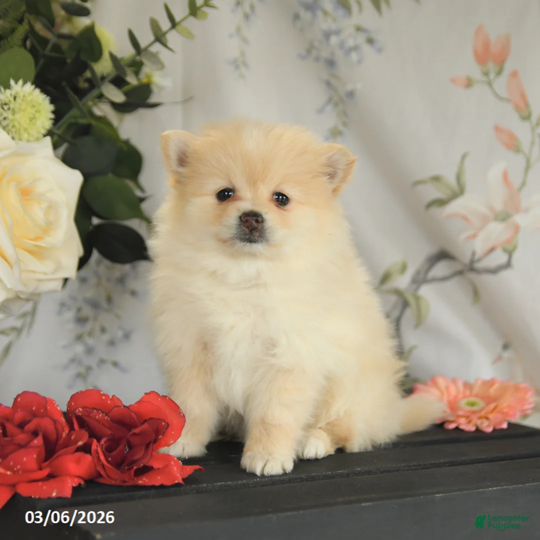 Pomeranian dogs for sale: Beth - Ad 2