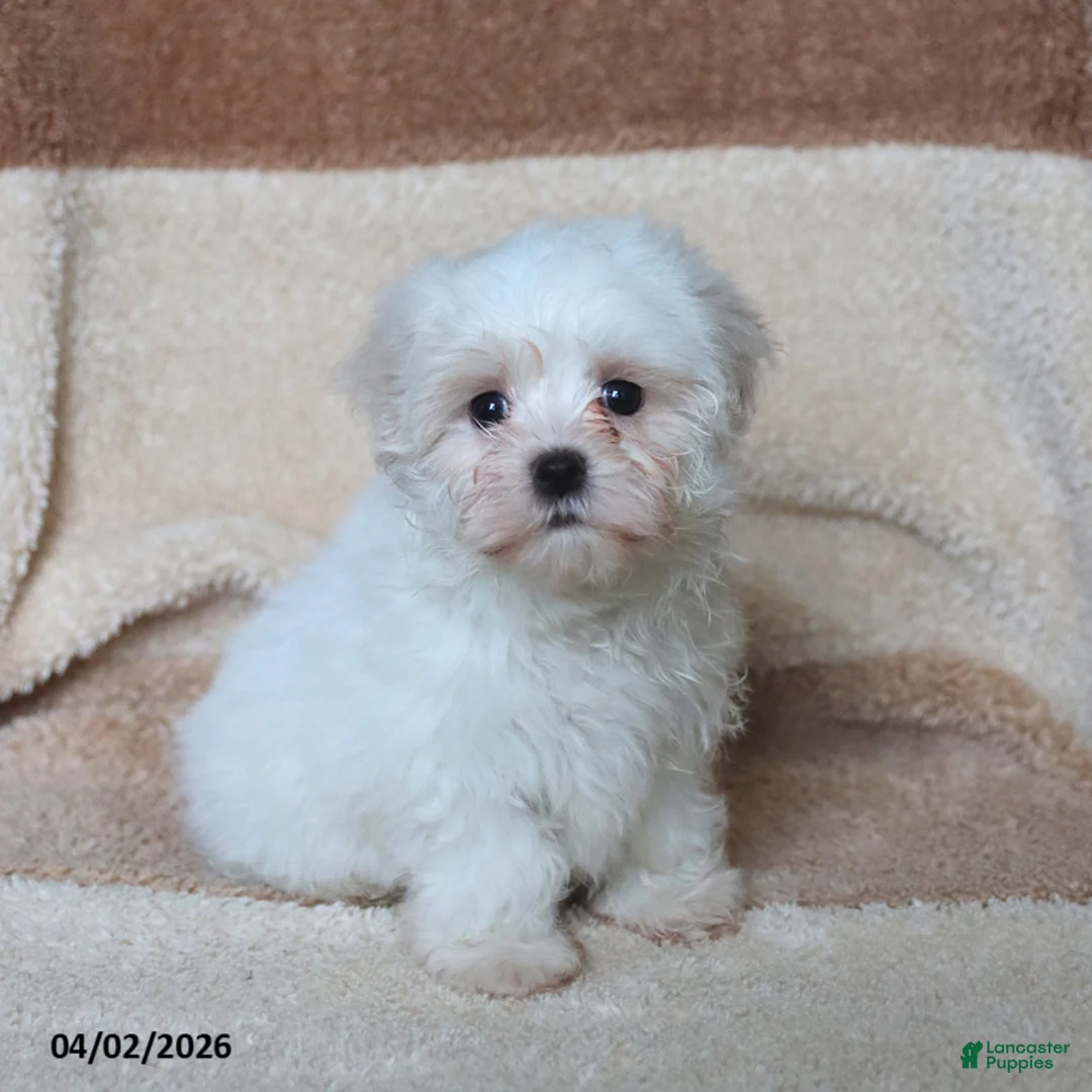 Maltese dogs for sale: Sugar - Ad 5
