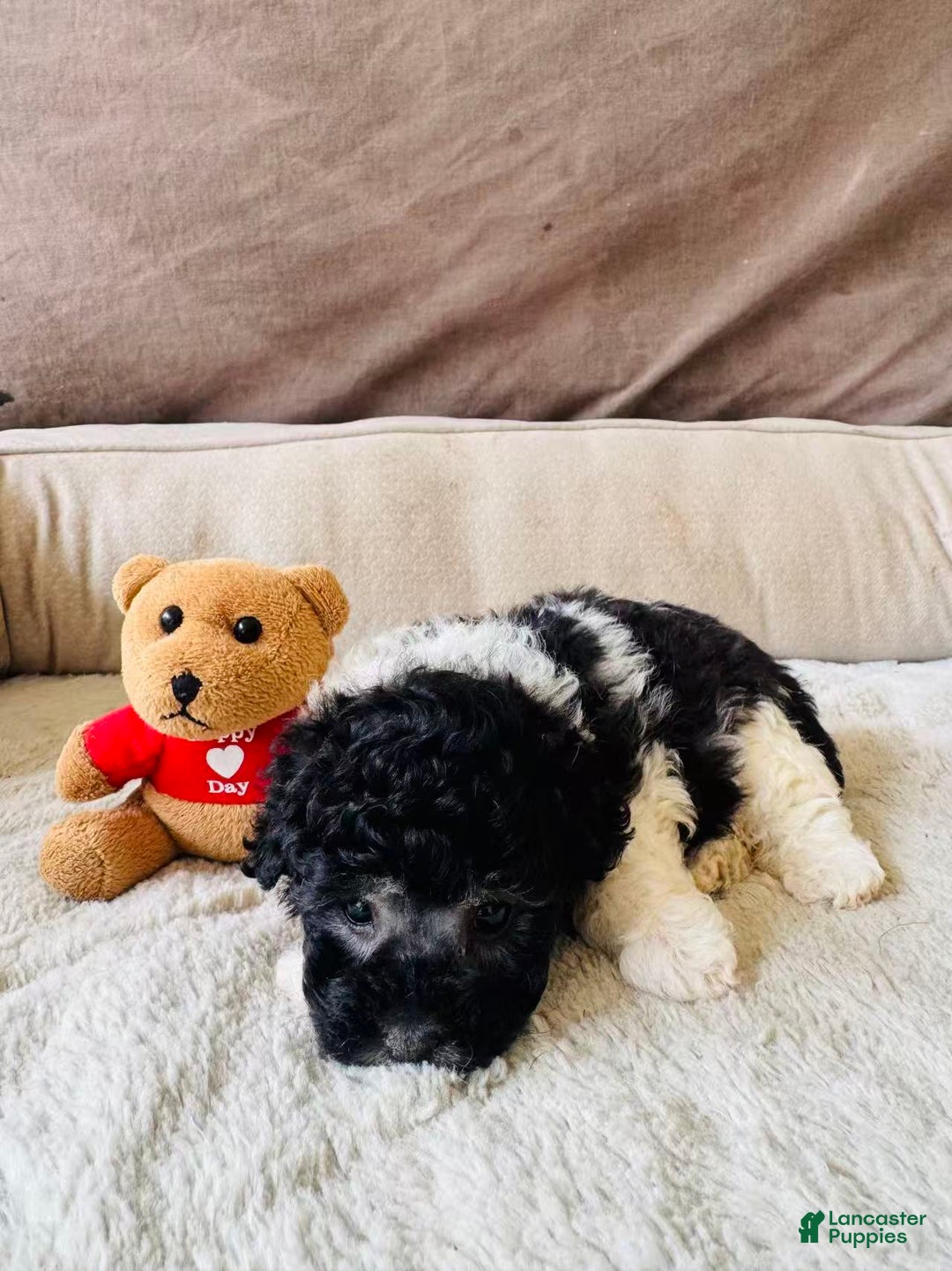 Toy Poodle dogs for sale: Toy Poodle Puppy 2 - Ad 3