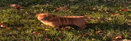 English Bulldog dogs for sale: Pumpkin  - Ad 4