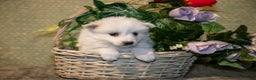 American Eskimo dogs for sale: Popcorn - Ad 1