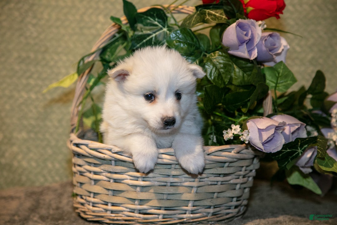 American Eskimo dogs for sale: Popcorn - Ad 1
