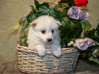 American Eskimo dogs Popcorn - Ad 2