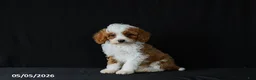 Miniature Poodle dogs for sale: Freya - Ad 1