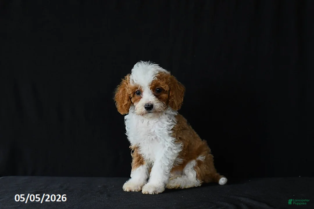 Miniature Poodle dogs for sale: Freya - Ad 1