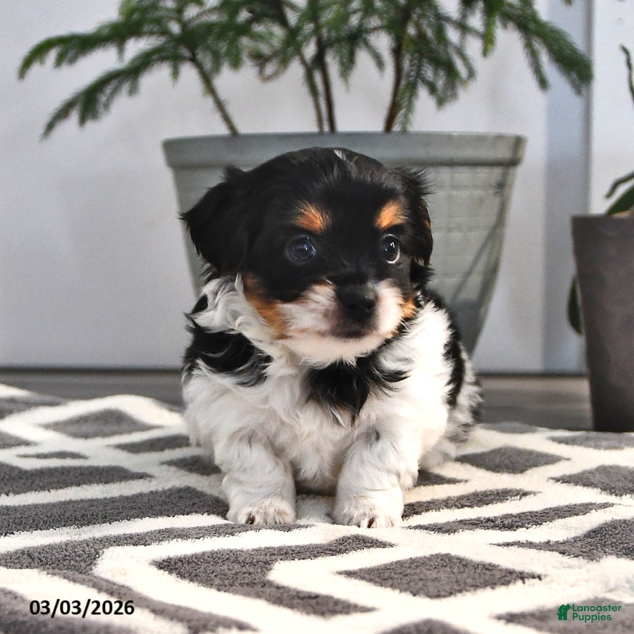 Mixed Breed dogs Jimmy - Ad 2