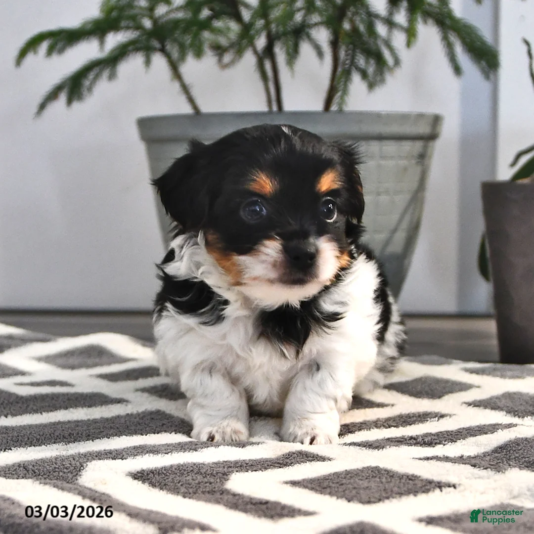 Mixed Breed dogs for sale: Jimmy - Ad 2