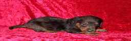Doxiepoo dogs for sale: Doxiepoo Rapunzel - Ad 4