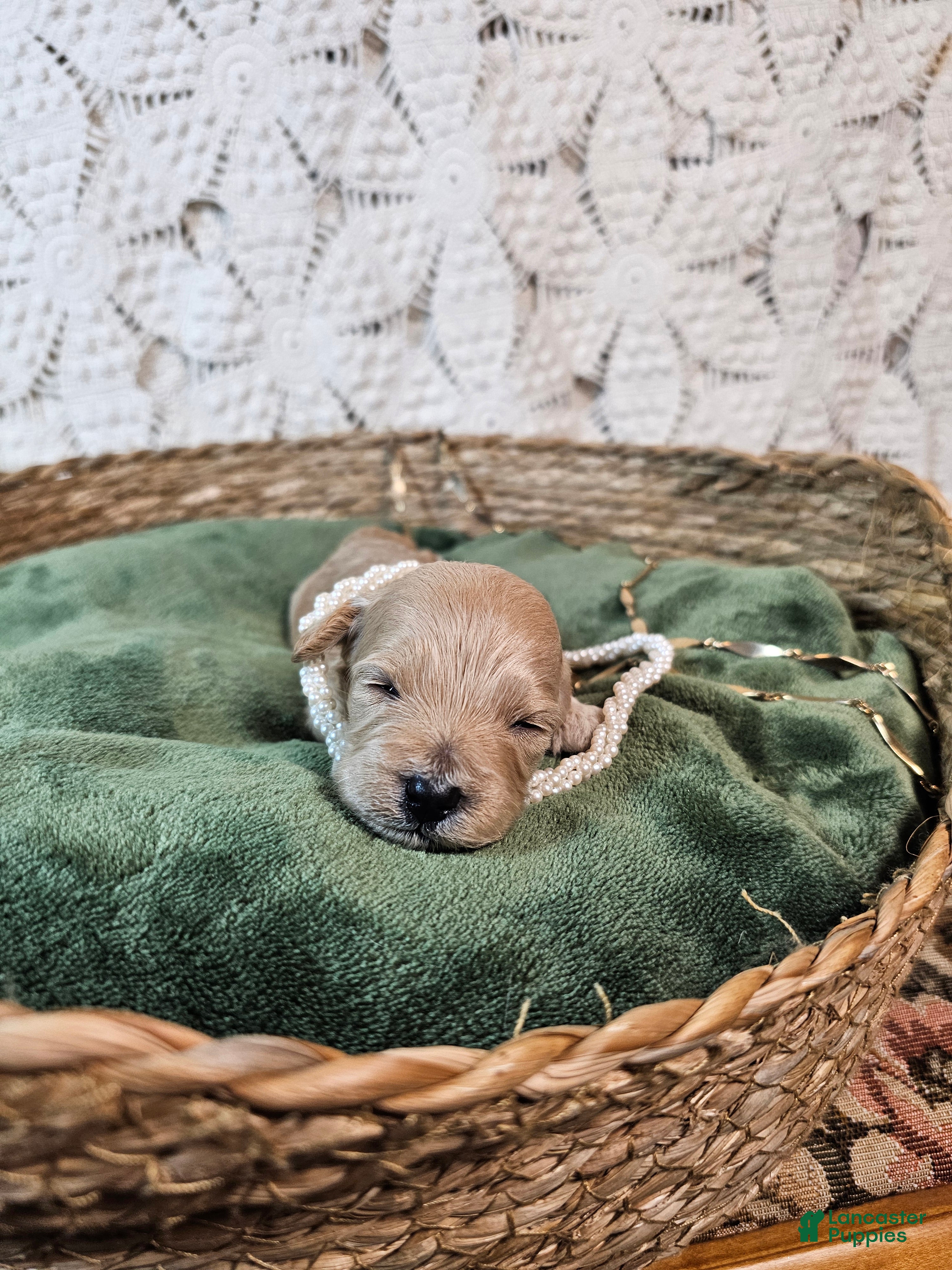 Mini Goldendoodle dogs Nutmeg - Ad 2