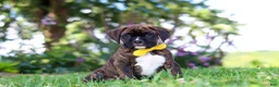 Boxer dogs for sale: Bruno - Ad 2
