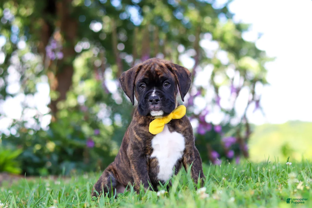 Boxer dogs for sale: Bruno - Ad 2