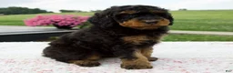 Aussiedoodle dogs for sale: Austin - Ad 4