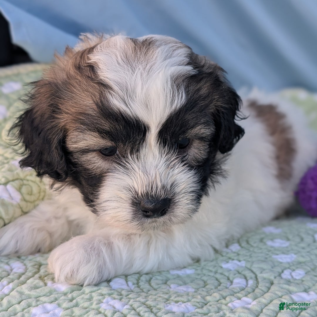 Teddy Bear dogs for sale: Nimbus - Ad 6