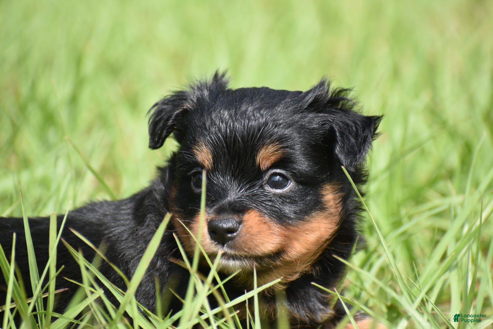 Toy Australian Shepherd dogs for sale: Toy Australian Shepherd Puppy 4 - Ad 1