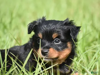 Toy Australian Shepherd dogs Toy Australian Shepherd Puppy 4 - Ad 5
