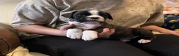 Boxer dogs for sale: Liberty - Ad 6