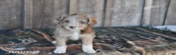 Mixed Breed dogs for sale: Lily - Ad 1