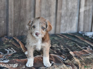 Mixed Breed dogs Lily - Ad 13