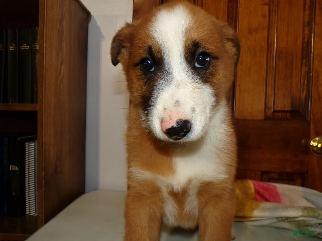Mixed Breed dogs for sale: Mixed Breed Puppy 7 Prince - Ad 2