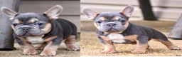 French Bulldog dogs for sale:  Puppy 3 - Ad 1