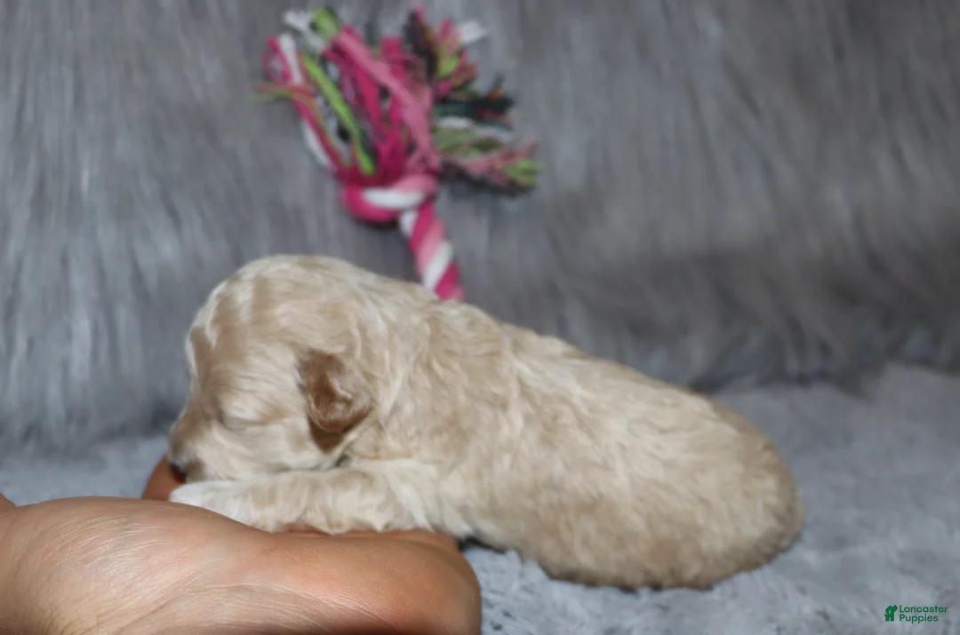 Havapoo dogs for sale: Apple Toy Size👨‍👨‍👦‍👦💞🐕 - Ad 29