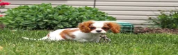 Cavalier King Charles Spaniel dogs for sale: Oliver - Ad 12