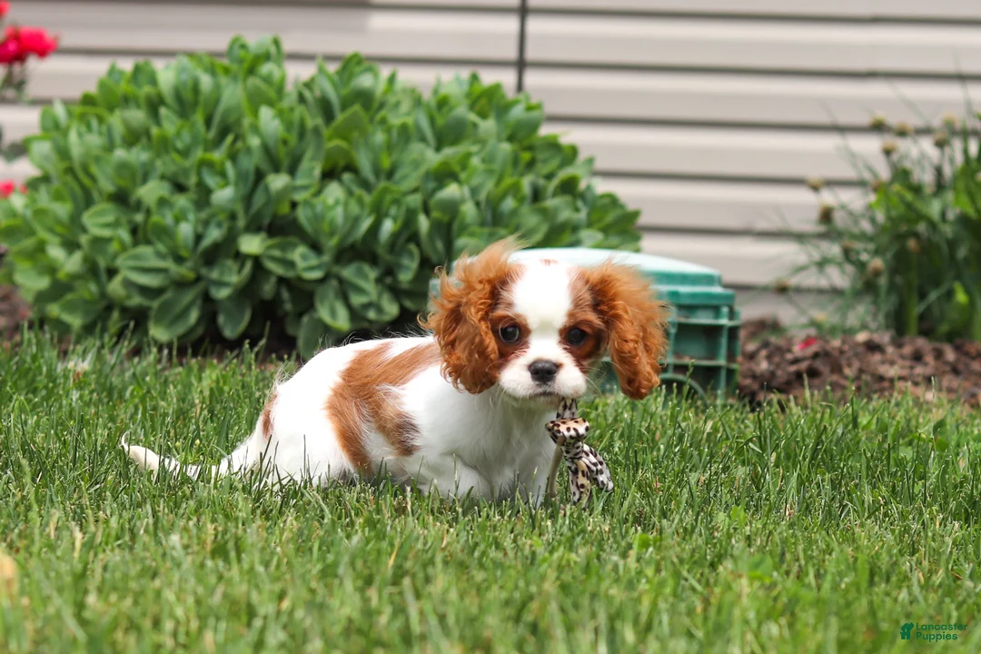 Cavalier King Charles Spaniel dogs for sale: Oliver - Ad 12
