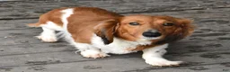 Miniature Dachshund dogs for sale: Marcy - Ad 6