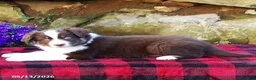 Australian Shepherd dogs for sale: Bluff - Ad 2