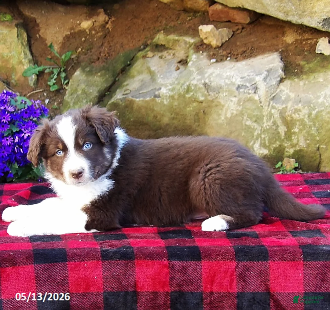 Australian Shepherd dogs for sale: Bluff - Ad 2