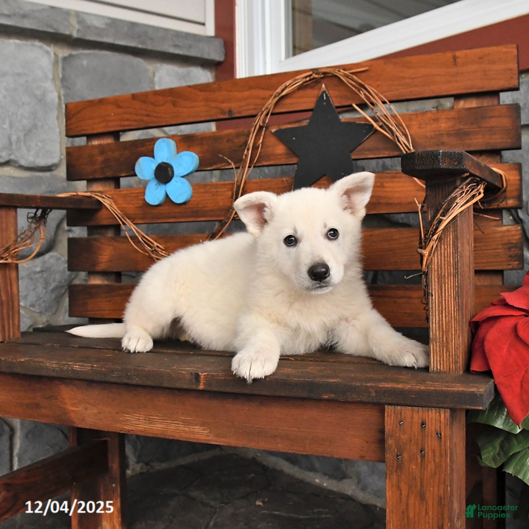 German Shepherd dogs for sale: Max - Ad 3