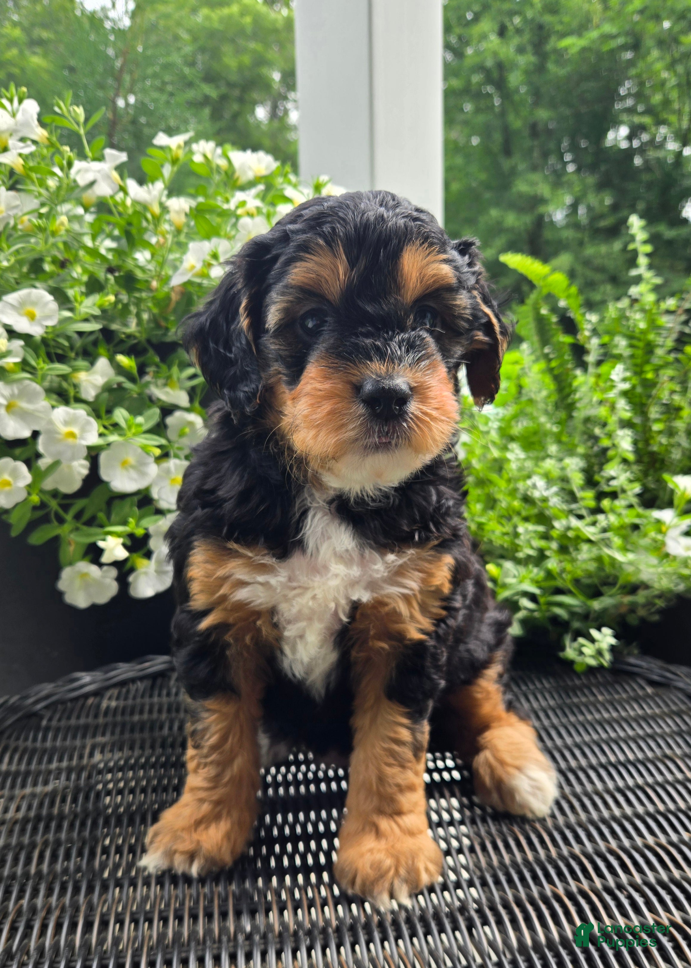 Mini Goldendoodle dogs Poppy - Ad 2