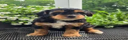 Mini Goldendoodle dogs for sale: Poppy - Ad 2